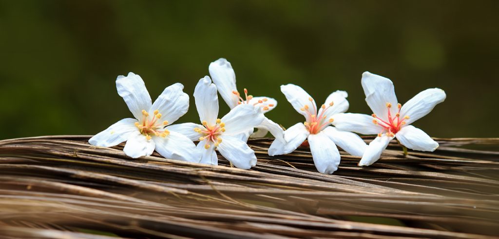 Banner-Hakka Flower1